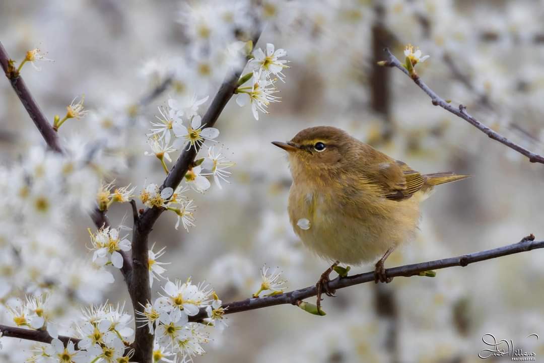 Les oiseaux de la campagne des Weppes